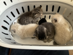 LeCat