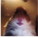 Hamster bob