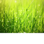 Grassy Green Forest Group
