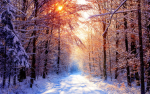 Love live WINTER