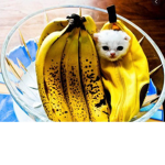 cat in a banana