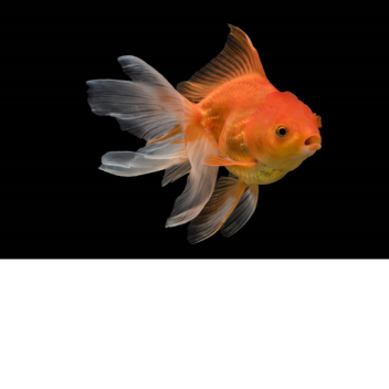 raise an fish!