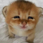 aaow