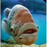 If fish ate people xD