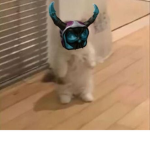 *~xryquz’s Fans~*