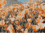 Adoreeliv