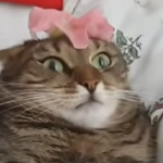 2 bobux