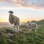 SHEEP RULE!!!
