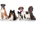 THE DOGES AND DOGS!