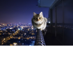 FEAR KEDİ ** 21