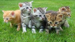 BraveKittenLOL fan group