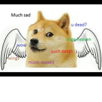 DOGE BROTHERS!!