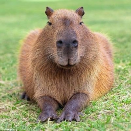 capybara