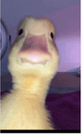 Duck.jr