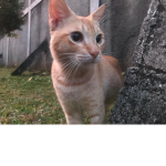 #cutecat