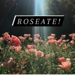 Roseate!
