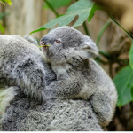 #KOALA SQUAD!!!!