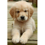 Puppies Take Over