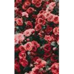 Aesthetic Photo Backgrounds
