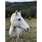 ~Mythical Horses~