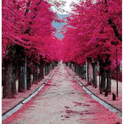 Life with pink tree's