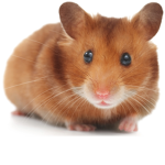 Hamsters, Squirrels, Racoons, and Any Animals