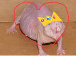 Rats Are King