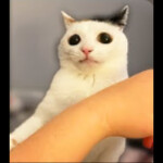 Sigma region, Ukraine