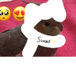 Adopting birds and parakeets EVERYDAY