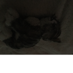 Team flying cat