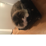 crazy1cat1234