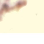 CookieLizspot