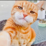 The meow meow gang