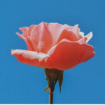 ~Roses