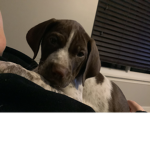 Puppers 123