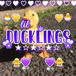 LilDucklings