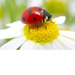 Ladybird Squad