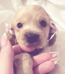 ～Cutesy pups〜