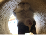 CAT+PURPLE TEAM