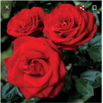 Roses!!!