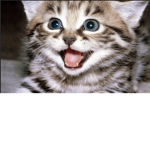 cats only no meanys alowwed