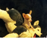 The Chihuahua Tribe