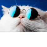 Pepole who likes roblox will join my group.