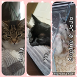 The Fluffy Cats!