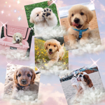 The pastel puppy’s