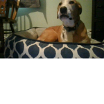cute dog1