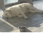 Lucky||Labrador