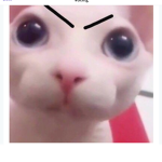 Teh PigSquad