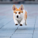 The Corgi State