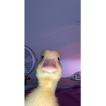 friends only, ducks are allowed too